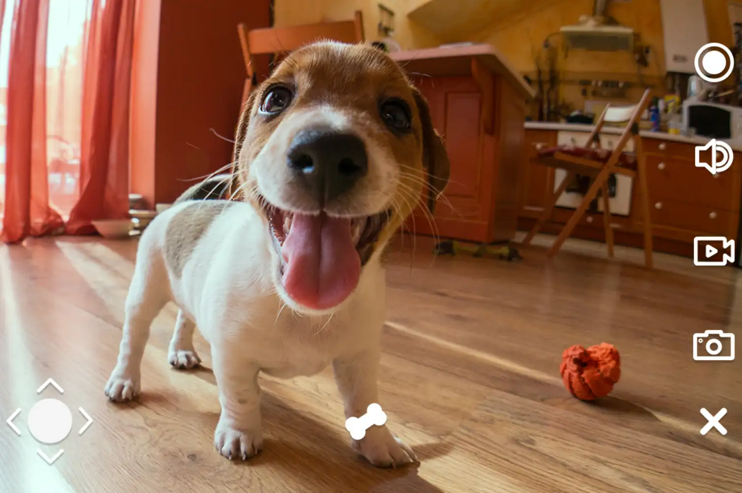 PetCam