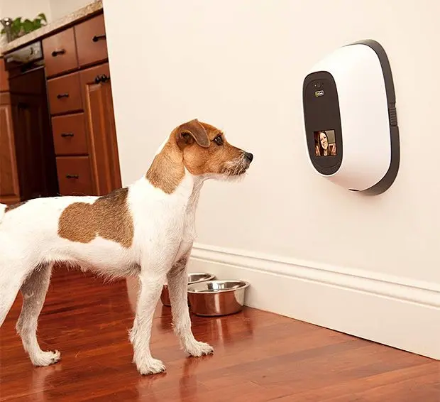 Camara PetCam